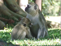 Vervet Monkey Vervet Monkey